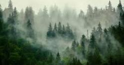 The problem with Big Tech’s favorite carbon removal tech